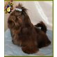 Vidorino , Shih Tzu Welpen - Rüde