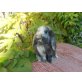 Viele bunte Zwergwidderbabys m+w