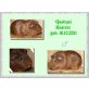 Viele kastrierte Meerschweinchen Jungs aus Au - männlich