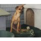 Vienna, zurückhaltendes Mädchen, Pinscher-Mix - Hündin