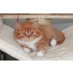 ViennaWestside Ugolino, Britisch Langhaar - Kater