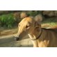 Viento-Brisa, tolle Galga, Galgo Español - Hündin
