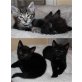 Vier Pflegekinder suchen ihren Dosi - Kater