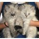 Vier echt schöne sibirische Kätzchen!, Sibirische Katze - Kater