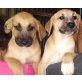 Vier süße Rabauken, Labrador-Mix - Rüde