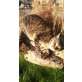 Vierjähriger Tigerkater sucht ganz dringend  , Hauskater - Kater