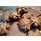 Vierzehen Landschildkröte
