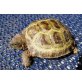 Vierzehen Landschildkröte