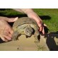 Vierzehen Landschildkröte - männlich