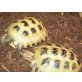 Vierzehen Landschildkröte - männlich