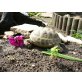 Vierzehen Landschildkröte - männlich