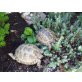 Vierzehen Landschildkröte - weiblich