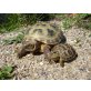 Vierzehen Landschildkröte - weiblich
