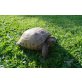 Vierzehen Landschildkröte - weiblich