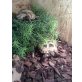 Vierzehen Landschildkröte - weiblich