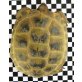Vierzehen Landschildkröte - weiblich