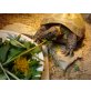 Vierzehen Landschildkröte - weiblich