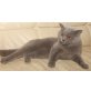 Vigaro van Sawillu, Britisch Kurzhaarkatze - Kater