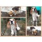 Viki, Beagle - Hündin