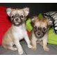 Viki, Lasie, Chihuahua langhaariger Schlag - Hündin