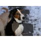 Viki, Sennenhund-Brake-Mix - Hündin