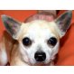 Viktor, Chihuahua kurzhaariger Schlag - Rüde