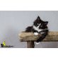 Vilma, Norwegische Waldkatze - Katze