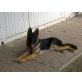 Vimo vom Poppenberg, Deutscher Schäferhund - Rüde