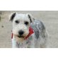 Vinca, nur lieb, Foxterrier - Hündin