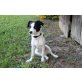 Vincent, Jack Russel - Shitzu/Lhaza - Rüde
