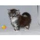 Vincent of Maine Fire, Maine Coon - Kater