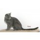 Vinci, Russisch Blau - Katze