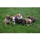 Vintage Bulldoggen, Olde English Bulldogge Welpen - Rüde