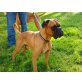 Vinz, Boxer - Rüde