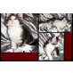 Vinzent, Hauskatze - Kater