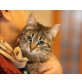 Violet, Mischling - Katze