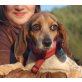 Violetta, Beagle Mix - Hündin