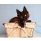 Viper from Otherland, Maine Coon - Kater