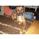 Virac, (Blume) sucht Familie Welpen - Hündin