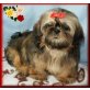 Virgina Lady , Shih Tzu Welpen - Hündin