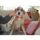 Viro, Podenco-Mix - Rüde