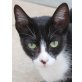 Virtu, Pflegestelle in 85659 Forstern - Katze