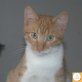 Vishnu, Europäische Kurzhaarkatze - Kater