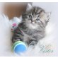 Vister, Perser - Katze