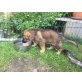 Vita von den Wilden Teufel, Deutscher Schäferhund - Hündin