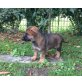 Vita von den Wilden Teufeln, Deutscher Schäferhund Welpen - Hündin