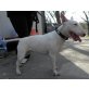 Vitamin hübsche Bullterrier Hündin, Bullterrier - Hündin