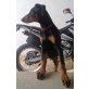 Vito, Dobermann - Rüde