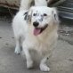 Vito, MIX - Rüde