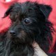 Vito, Yorkshire-Terrier-Mix - Rüde
